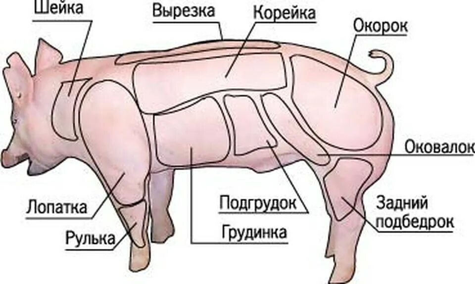 Свинья шея где находится. Корейка свиная часть туши. Части туши свиньи корейка. Часть туши корейка у свинины. Части свинины корейка, лопатка, окорок.