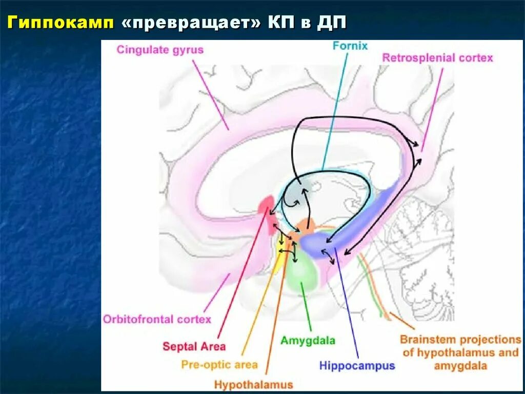 Повреждение гиппокампа. Гиппокамп анатомия кровоснабжение. Гиппокамп артерии гиппокампа. Гиппокамп на сагиттальном разрезе. Размер гиппокампа.