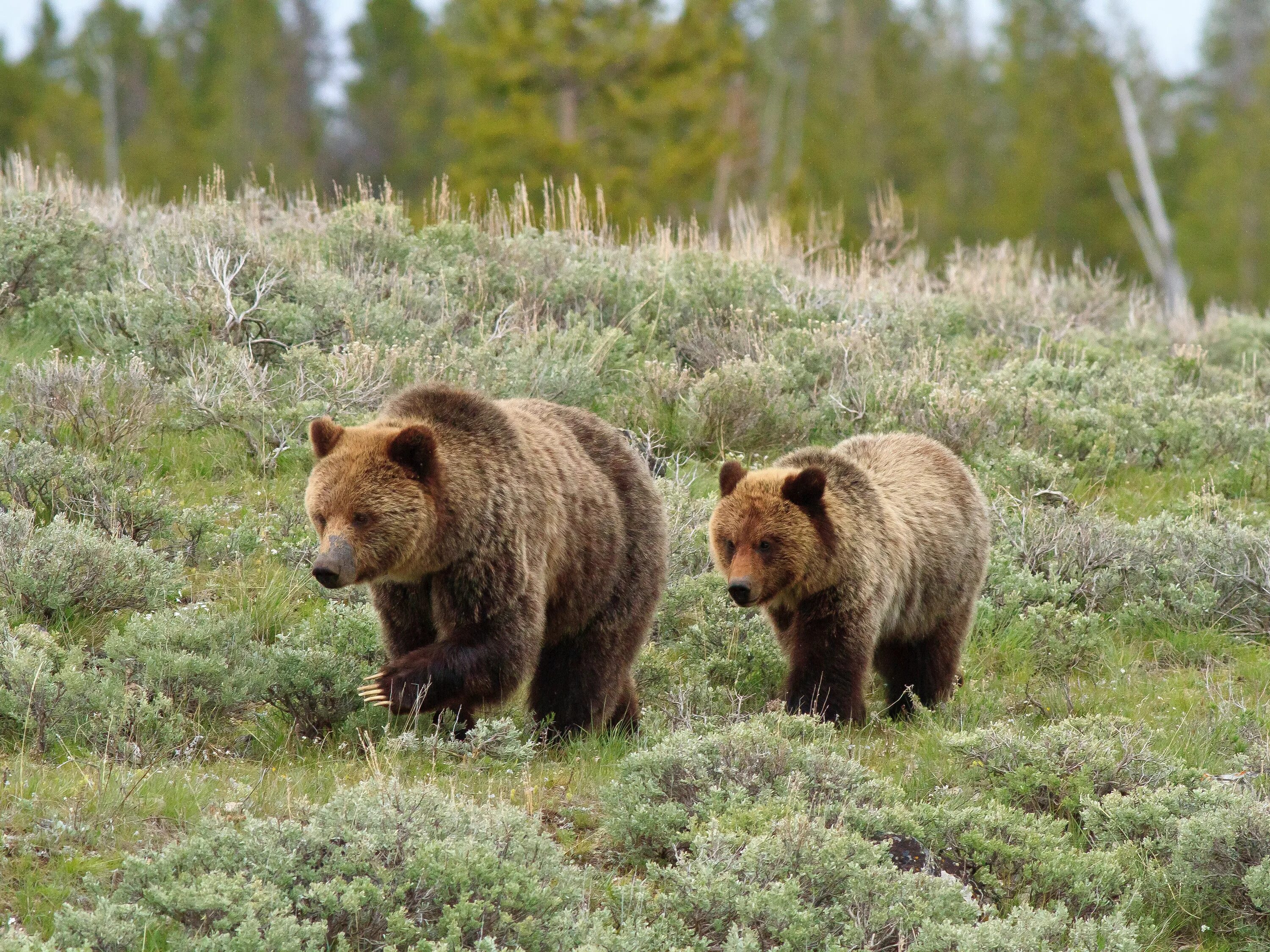 На каких обитают медведи гризли. Медведи Гризли Йеллоустоун. Гризли Йеллоустонский парк. Гризли североамериканский бурый медведь. Бурый медведь (Ursus arctos).