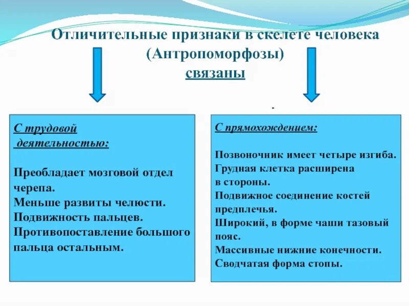 Назовите 3 признака деятельности. Особенности строения скелета связанные с трудовой деятельностью. Особенности скелета человека связанные с трудовой деятельностью. Особенности прямохождения человека. Изменения в скелете в связи с трудовой деятельностью.