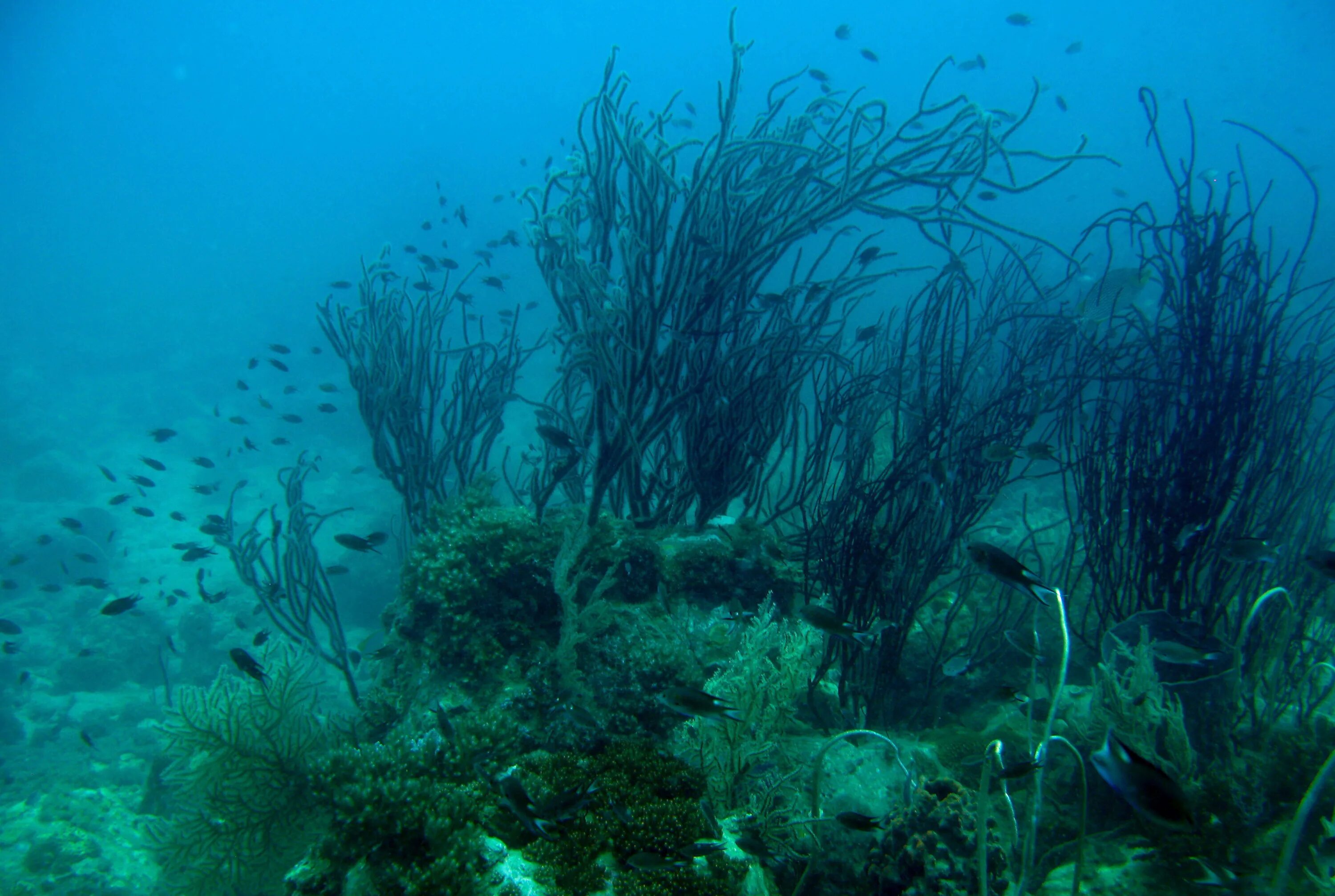 Водоросли на морском дне