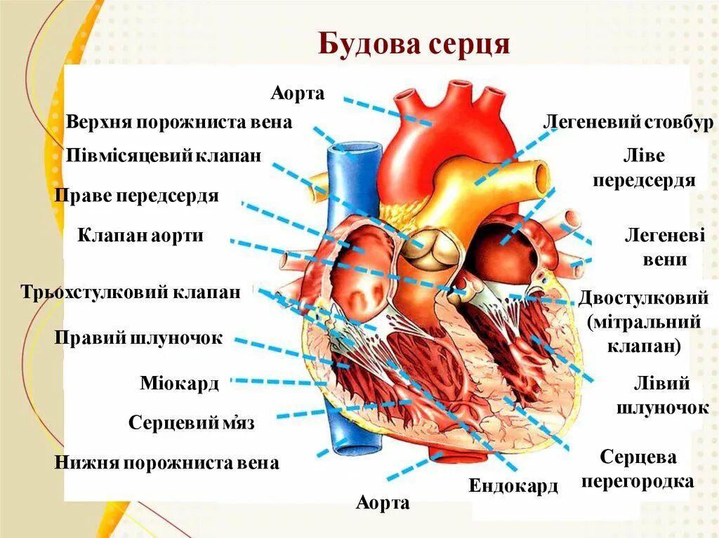 2 створчатая аорта
