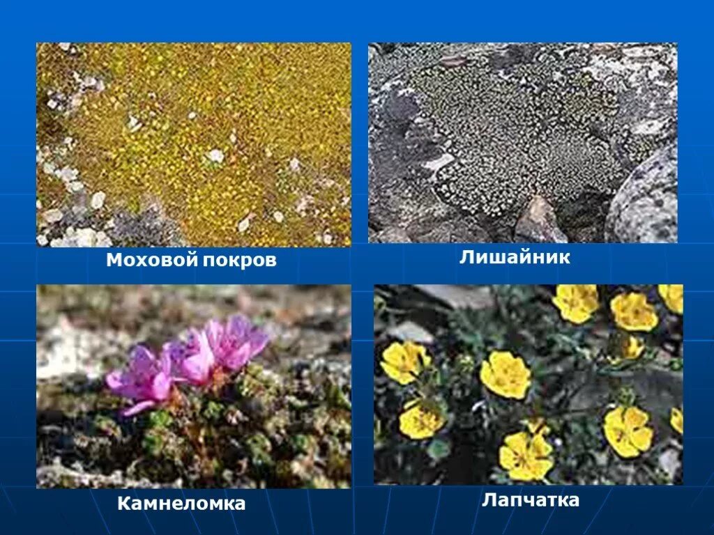 полярный мак земля франца иосифа. растительность в арктических пустынях. какое растение не живет в арктической пустыне. типичные растения арктических пустынь. арктическая пустыня растения.