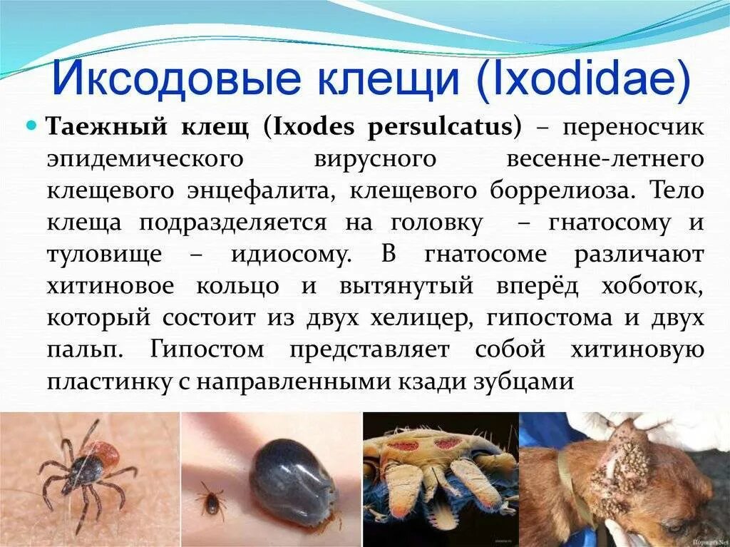 Клещ какая среда. Ixodidae иксодовые клещи. Иксодовые клещи Иксодес персулькатус. Иксодес рицинус клещ. Клещей семейства Ixodidae.