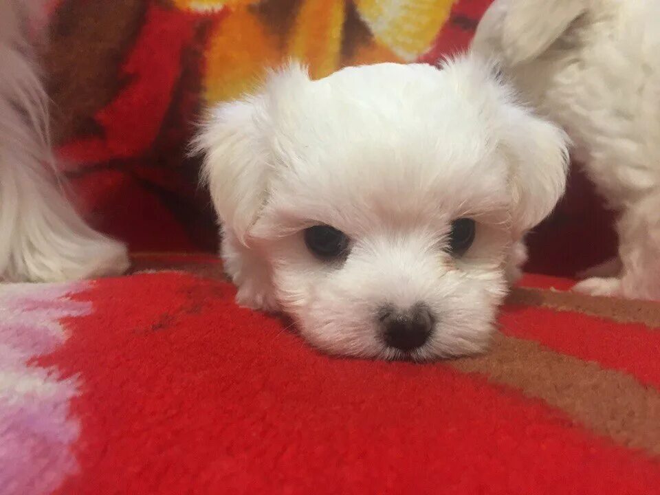 чихуахуа мини. порода шпиц померанский плюшевый. недорогая мини собака. мини собаки для квартиры. китайская собачка декоративная.