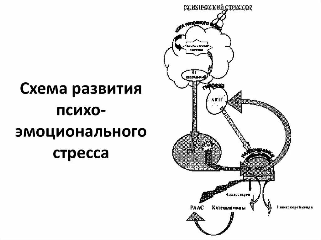 Схема развития стресс-реакции (по г.н. Кассилю, 1975). Схема развития психоэмоционального стресса. Схема стресс реакции. Схема возникновения стресса. Механизмы развития стресса