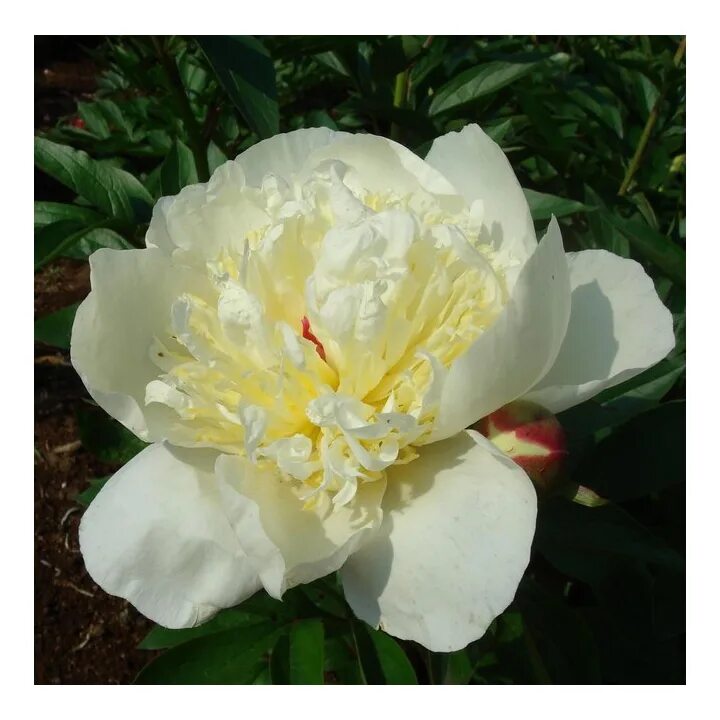 пион примавера / paeonia primevere. пион сорт примавера. пион молочноцветковый примавера. пион примавера желтый. пион молочноцветковый примавера.