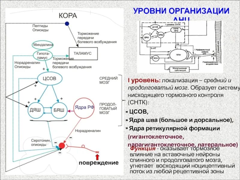Нисходящий контроль