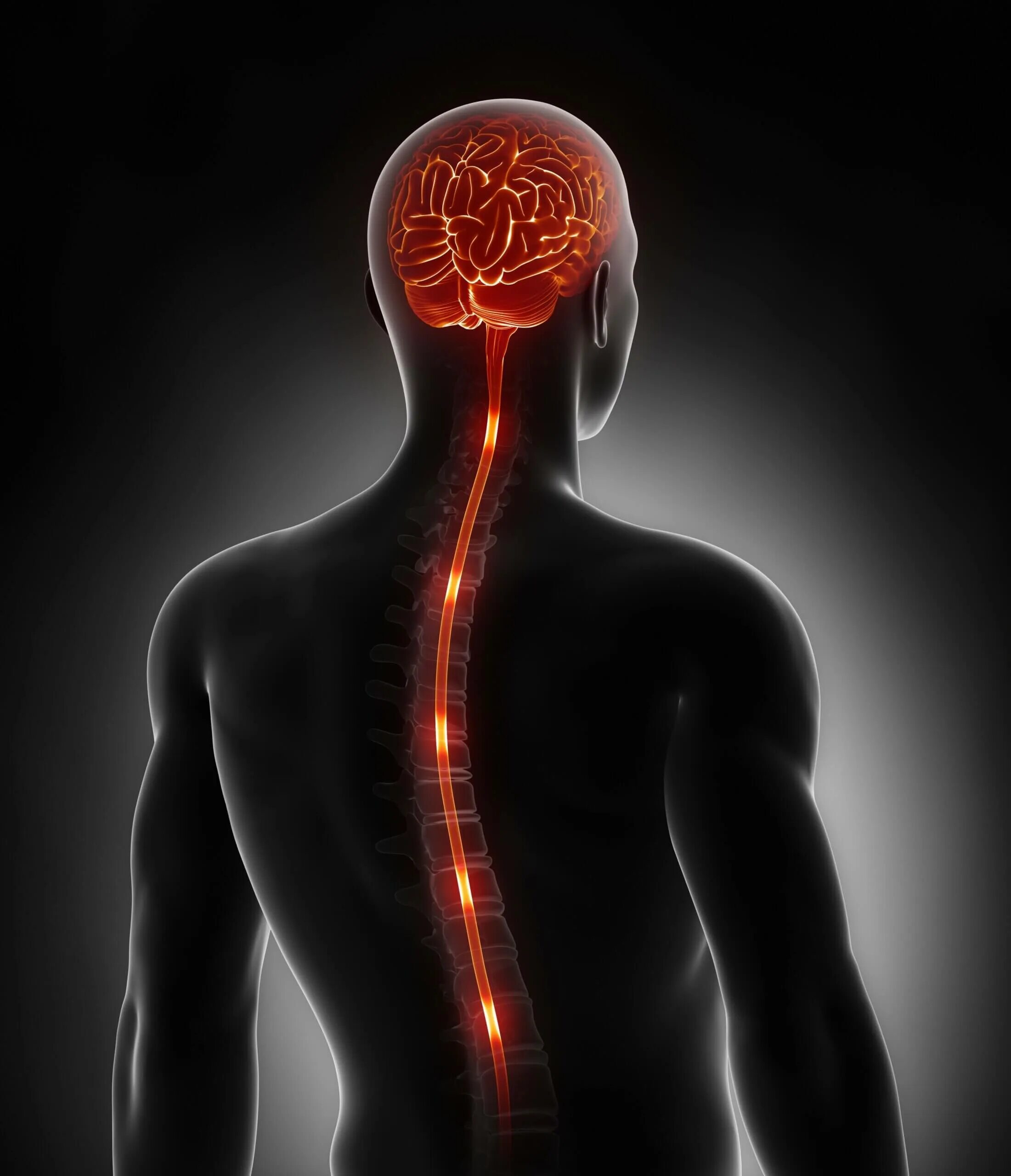 Nervous system brain. Нервная система головной и спинной мозг. Головной мозг спинной мозг нервная система. Центральная система спинной мозг. Центральная нервная система (ЦНС).