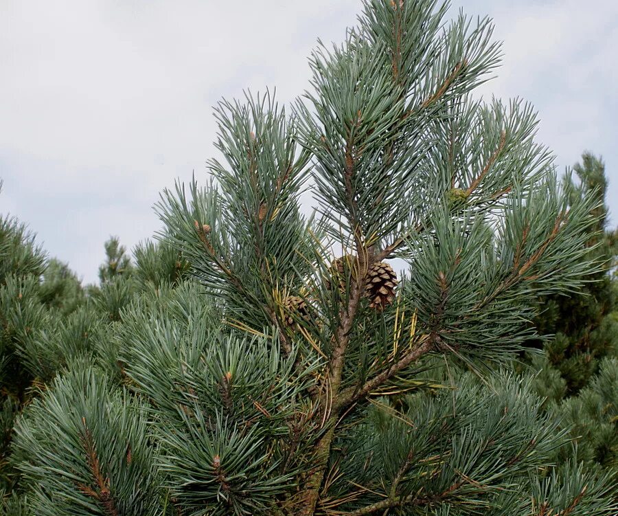 Pinus Sylvestris Albyns. Сосновые (семейство). Сосна сей. Сосновые (порядок). Сосновые порядок хвойные