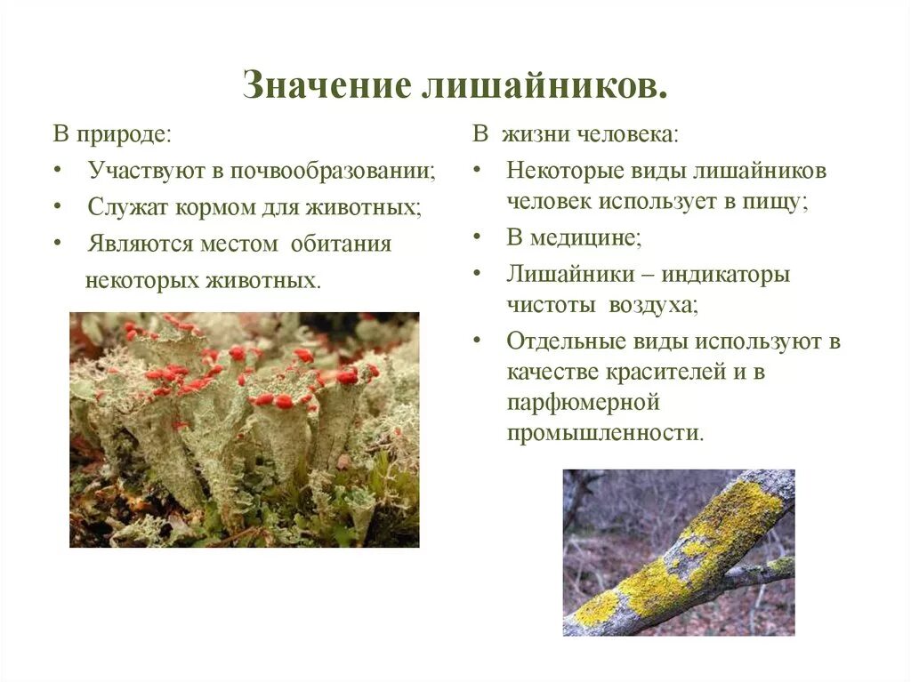 Образ жизни лишайников. Лишайники роль в жизни человека. Строение лишайников таблица. Лишайники строение и многообразие. Лишайники индикаторы.