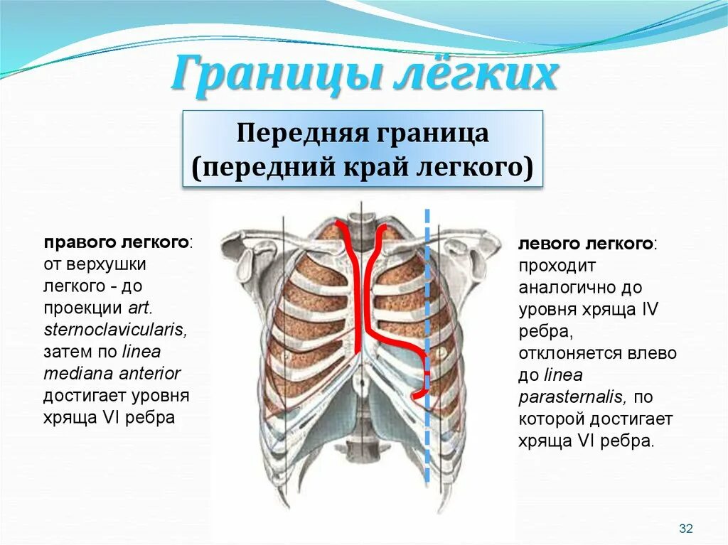 Передняя граница легких. Нижние границы правого и левого легкого. Верхняя граница легких спереди.