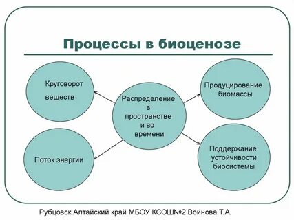 Круговорот биоценоза