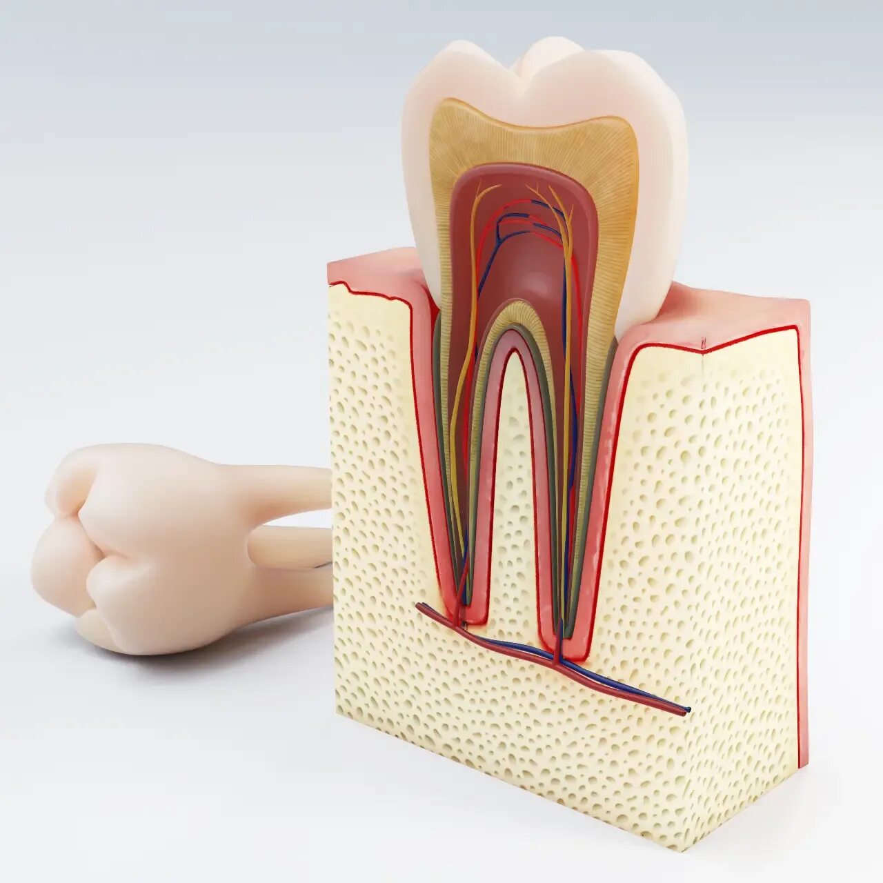 Root canal