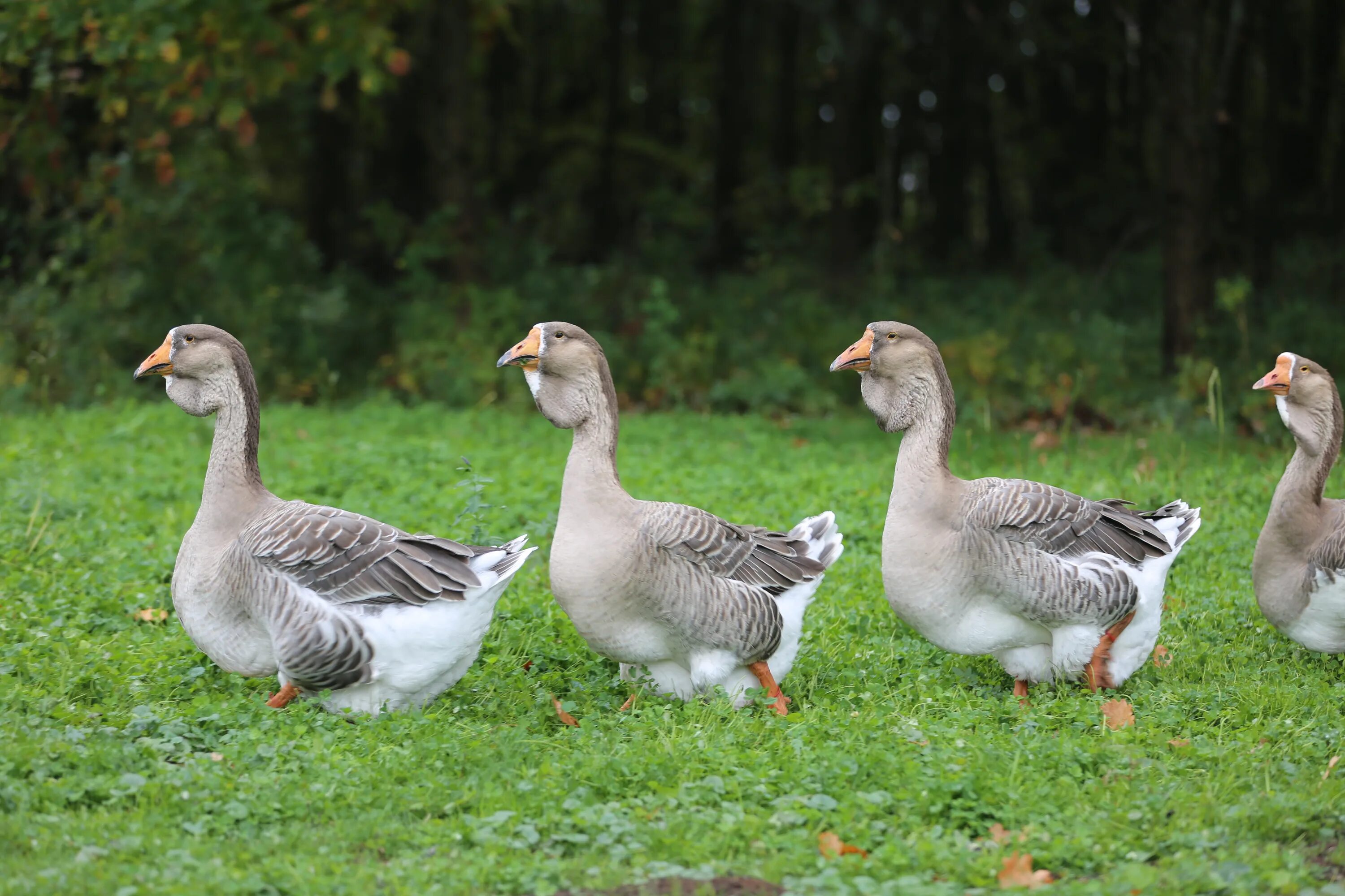 Download wallpaper lake, wings, goose, section animals in resolution 1920x1080
