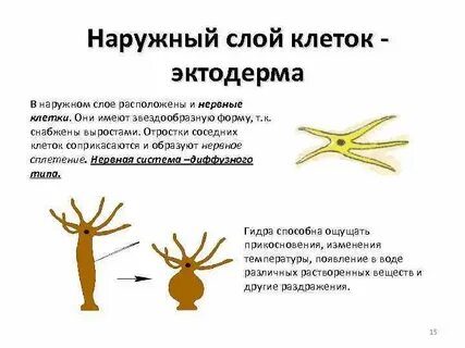 Наружный слой клетки