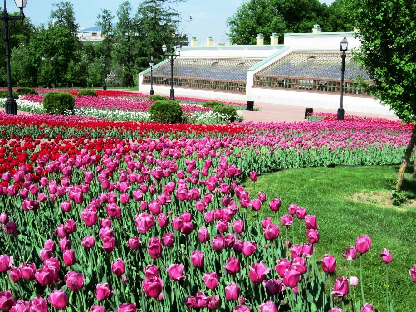 Царицыно сад. Парк Царицыно Оранжерейный комплекс. Оранжереи музея-заповедника «Царицыно». Оранжерейный комплексмузей-заповедник «Царицыно». Музей Царицыно оранжереи.