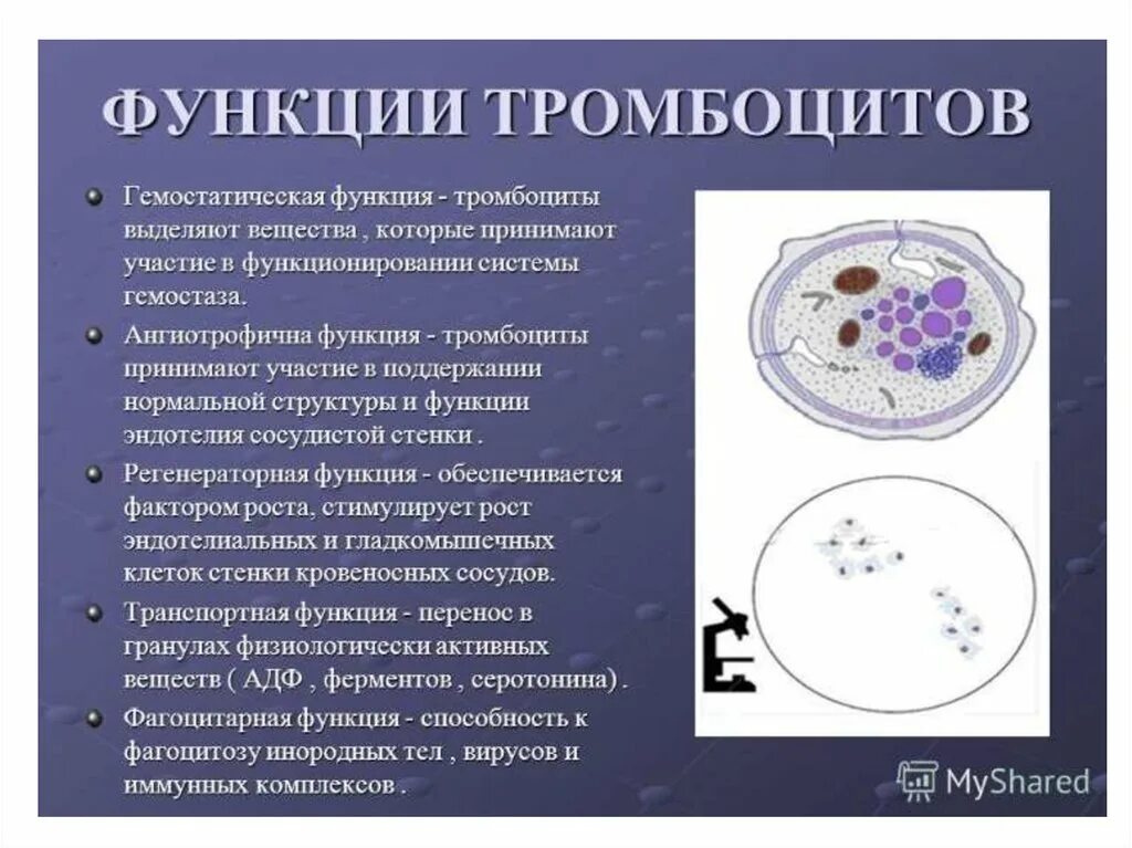 Фермент тромбоцитов. Функции тромбоцитов. Функции тромбоцитов в крови. Тромбоциты строение и функции. Основная роль тромбоцитов.