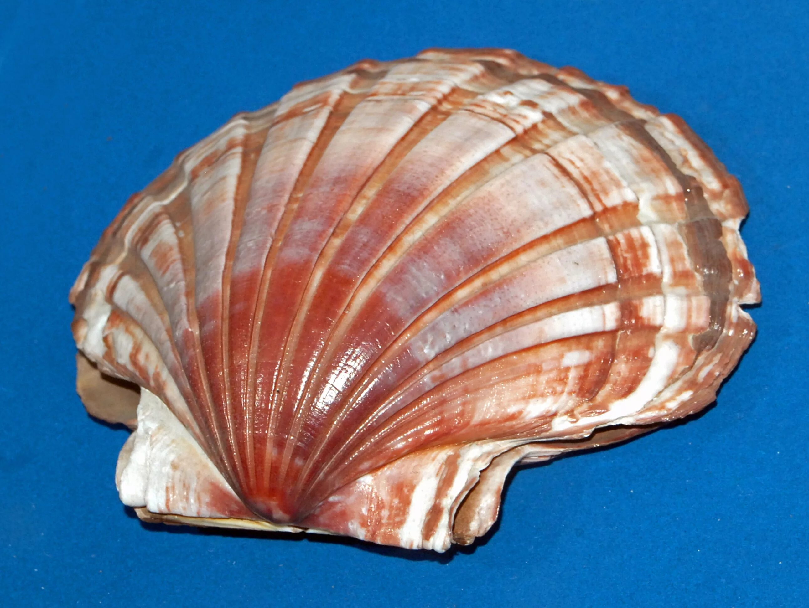 Гребешок Pecten. Моллюск Королевский гребешок. Морской гребешок — двустворчатый моллюск (Ракушка. Pecten моллюск. Ракушка гребешок морской