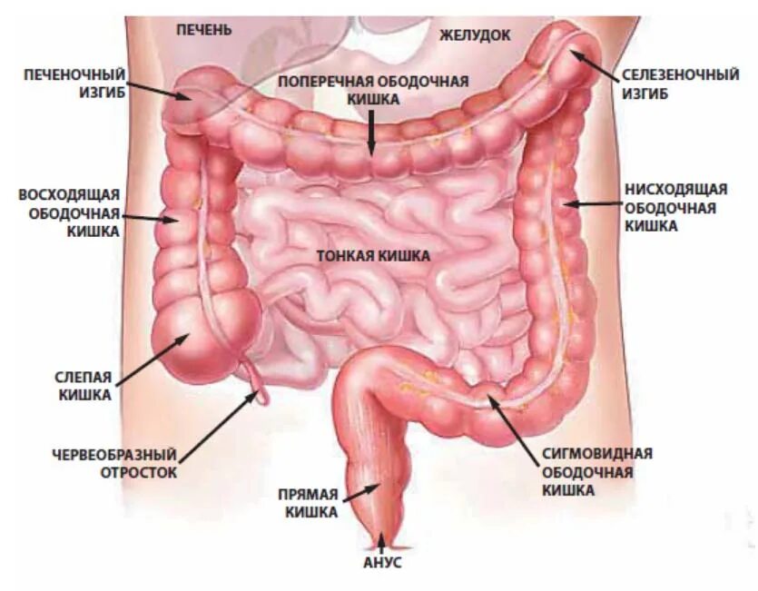 Ректосигмоидный отдел толстой кишки. Отделы Толстого кишечника ректосигмоидный. Ректосигмоидный отдел толстой кишки анатомия. Селезеночный изгиб поперечно-ободочной кишки. Прямая толстая и тонкая кишка