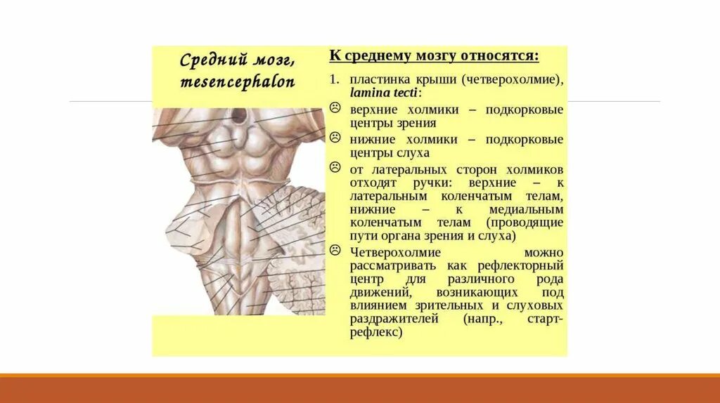 Средний мозг нижние бугры функции. Четверохолмие анатомия. пластинка четверохолмия среднего мозга. крыша среднего мозга анатомия.
