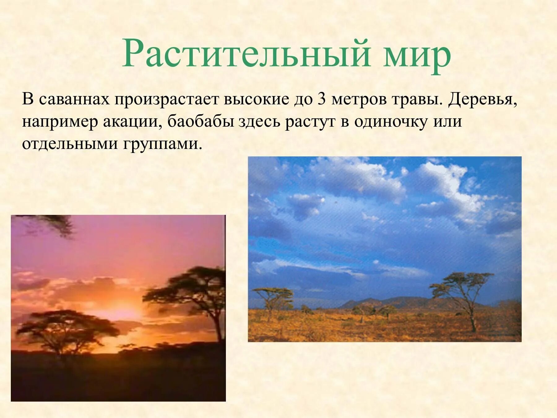 Сообщение о саванне