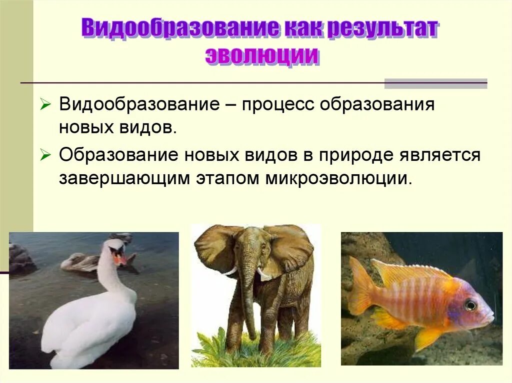 Новые виды являются результатом