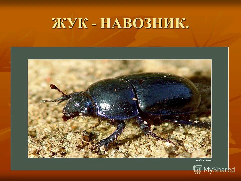 жук скорпион. короед жук древоточец. жук nicrophorus. жук навозник.
