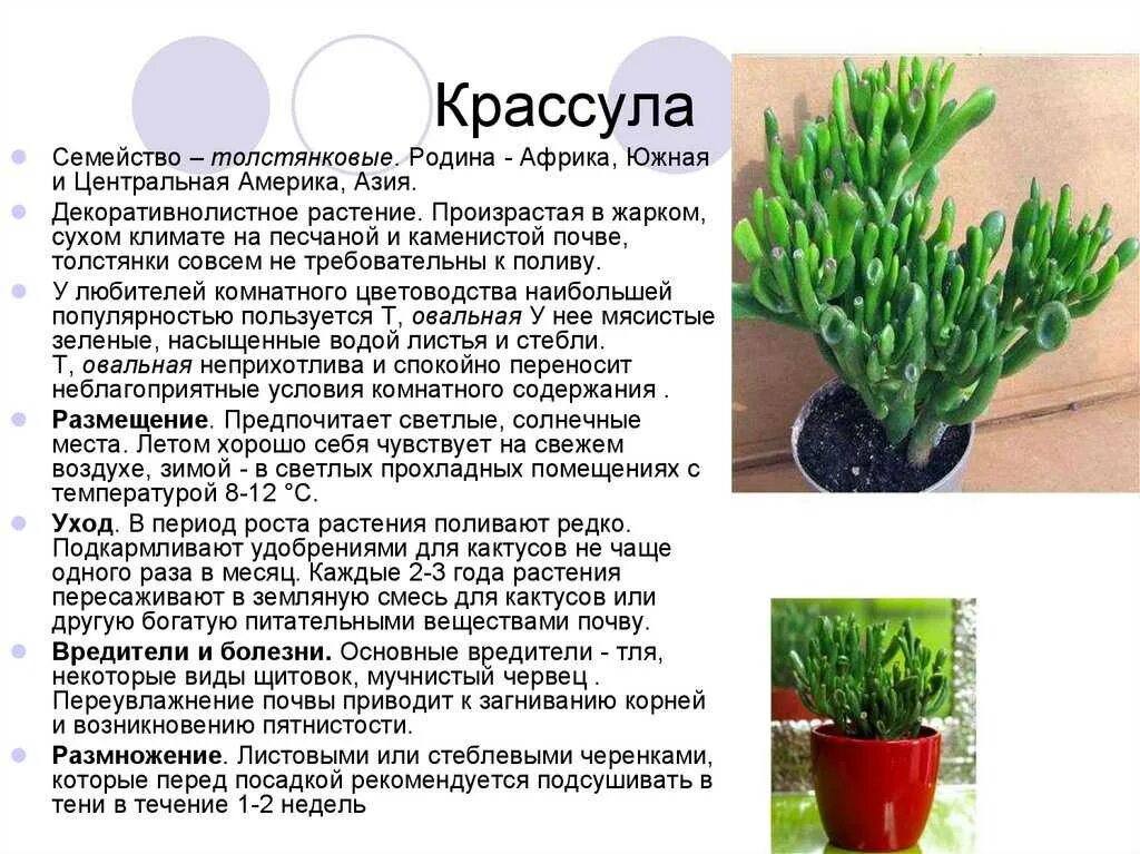 Строение листа толстянки