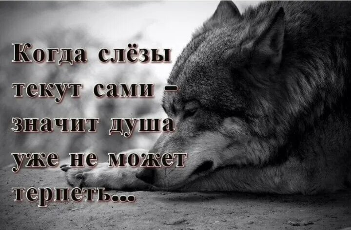 Душа цитаты со смыслом до слез. Душа волка. Грустные цитаты волка. Грустный волк.