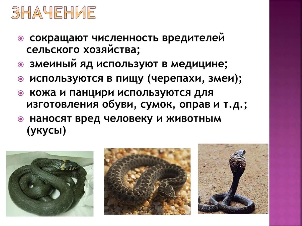 Сокращение численности змей. Gaboon viper змея. Сокращение численности змей. Dendroaspis jamesoni. Габонская гадюка обои.