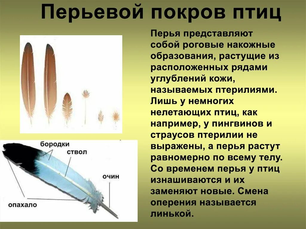 Естественный процесс смены шерстного и перьевого покрова. Перьевой Покров птиц. Типы перьев. Типы перьев у птиц. Строение перьевого Покрова.