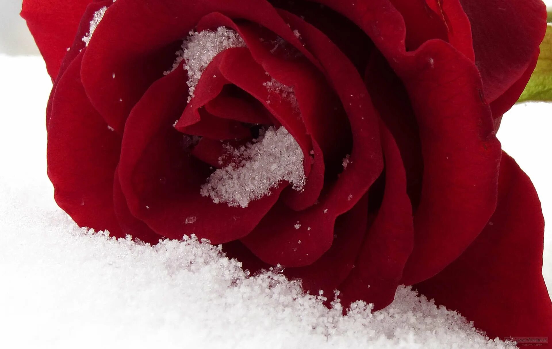 Красные цветы зимние розы. Бордовые розы на снегу. Красная роза на снегу. Красные розы зимой. Алая роза на снегу.