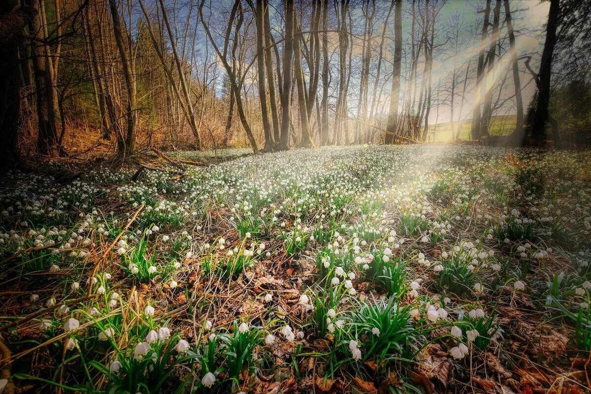 Весенняя природа. Лес весной. Пробуждение леса