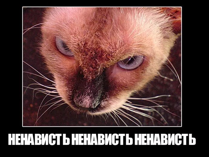 Выглядишь ненавидимый