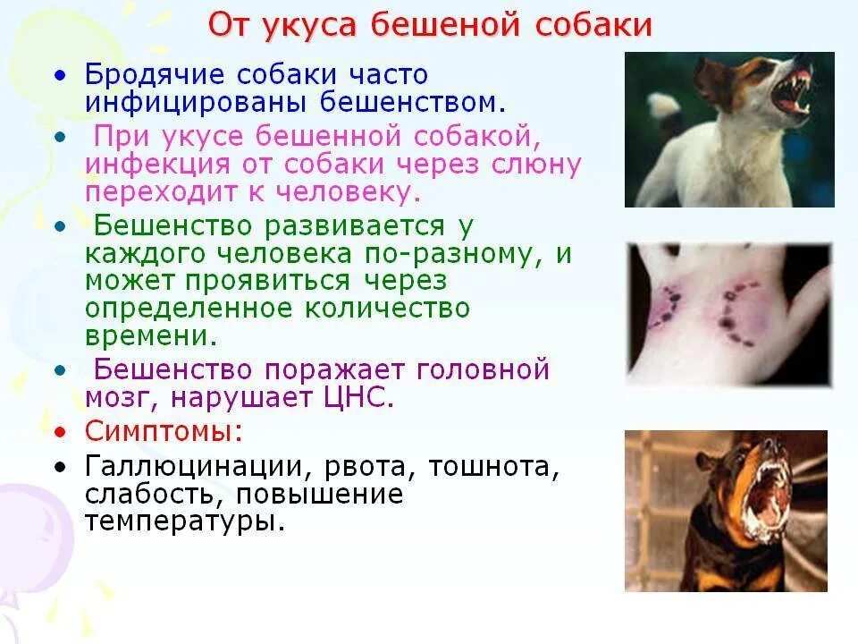 Если человека укусила бешеная