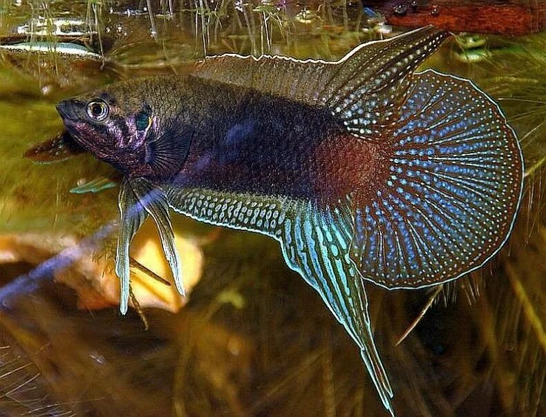 макропод рыбка аквариумная. сиамский макропод. рыба макропод. макропод рыбка аквариумная. макропод рыбка.