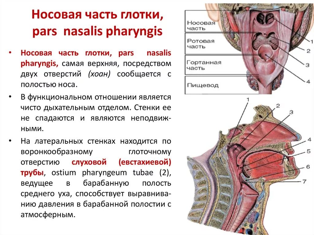 Горло трахея гортань строение. Строение горла человека спереди описанием. Строение носоглотки вид спереди. Глотка сообщается с гортанью. Гортань трахея пищевод.
