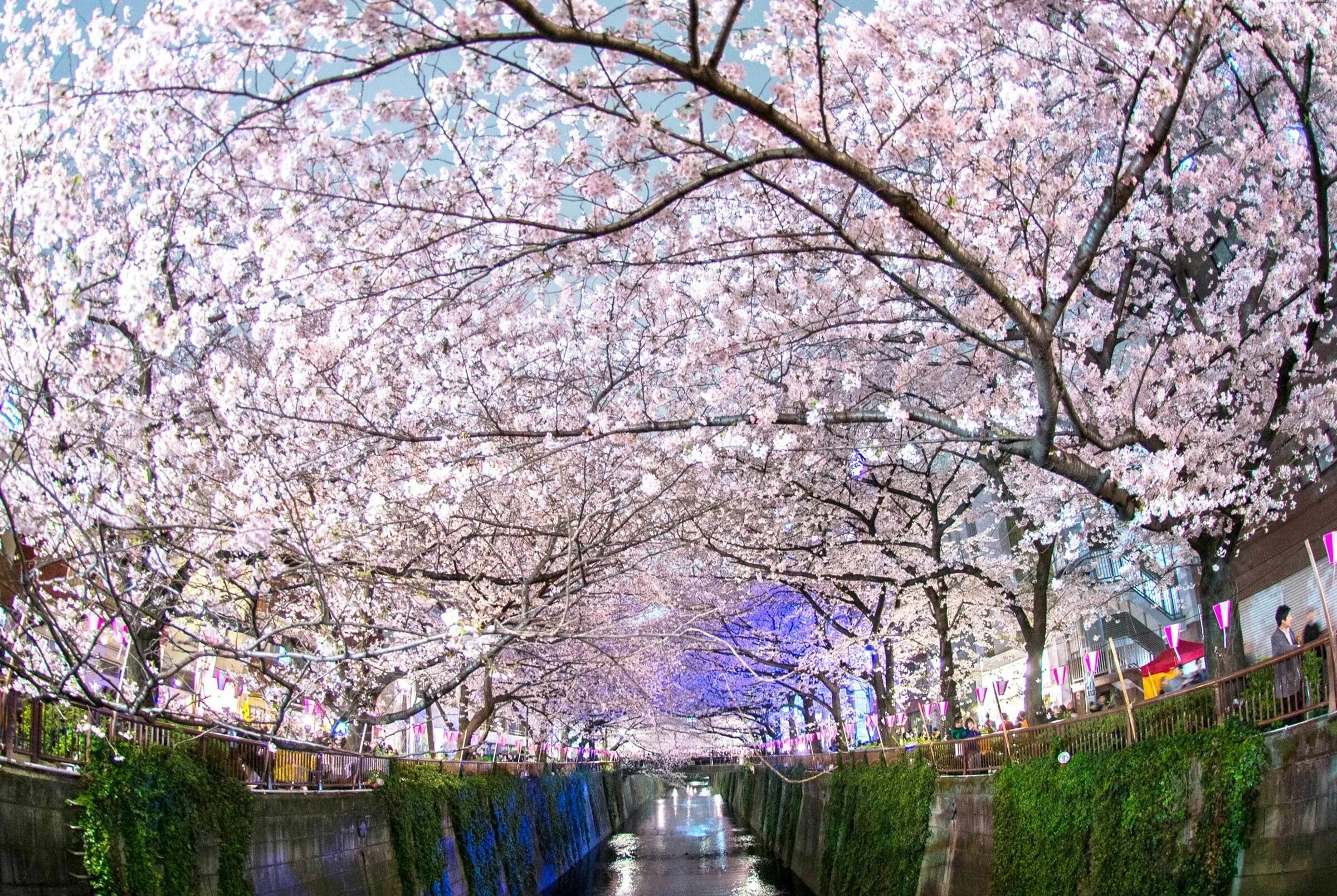 Цветение Сакуры в Йокогаме. Черри блоссом. Цветущие сады Сидзуока Япония. Цветение Сакуры в Японии сады.