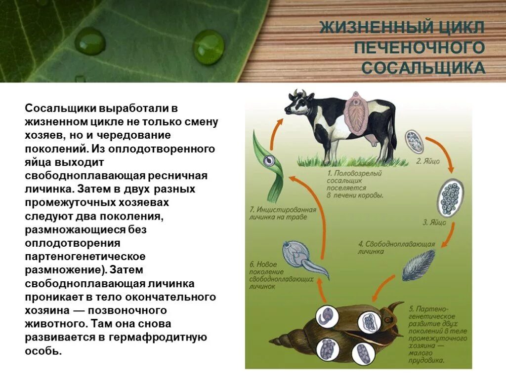 Цикле среда обитания. Цикл развития печеночного сосальщика. Жизненный цикл сосальщики 7 класс биология. Схема жизненного цикла печеночного сосальщика. Цикл развития печеночного сосальщика биология.