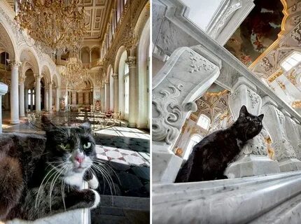 Коте экскурсии