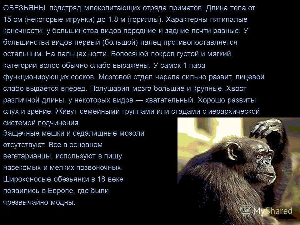рассказ про обезьяну. детская энциклопедия обеъзны. об обезьянах 3 класс. интересные факты о шимпанзе. анекдоты про обезьян.
