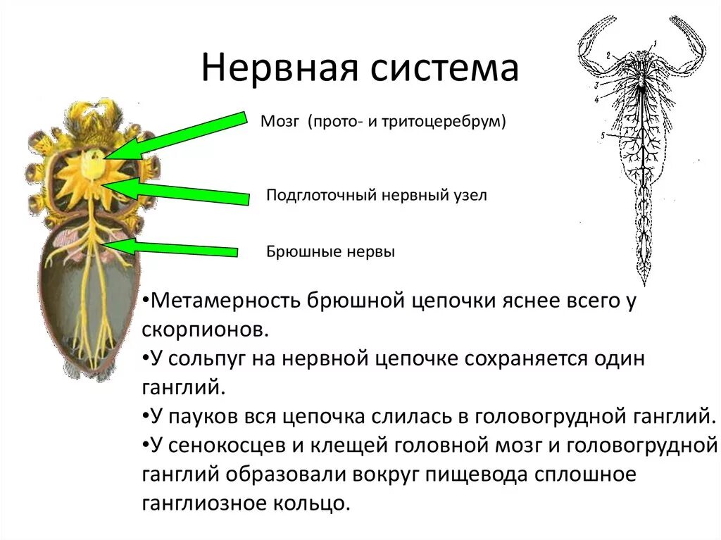 Класс паукообразные органы чувств