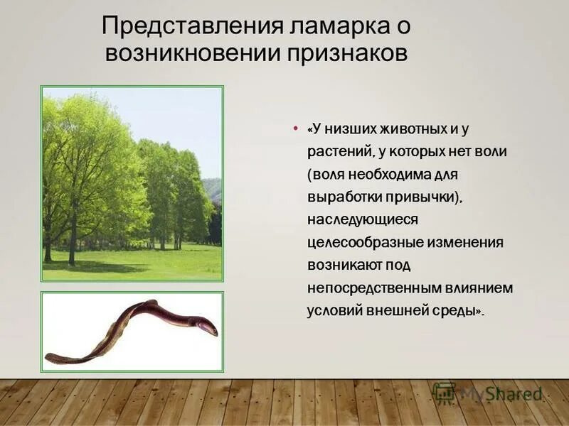 Изменения растений по ламарку. Эволюционная теория ж. Как объяснил ламарк возникновение приспособлений. Как объяснил ламарк возникновение приспособлений. Как объяснил ламарк возникновение приспособлений.