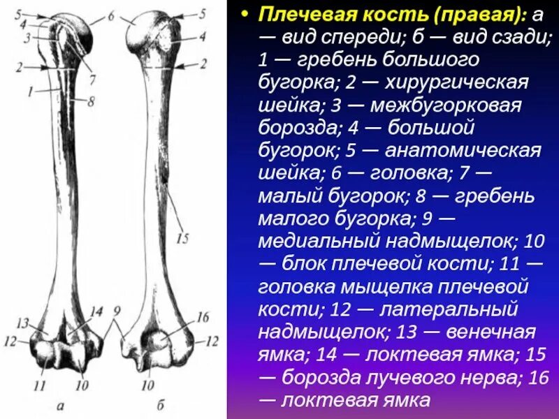 Плечевая кость анатомия. Плечевая кость правая вид спереди. Строение плечевой кости анатомия.