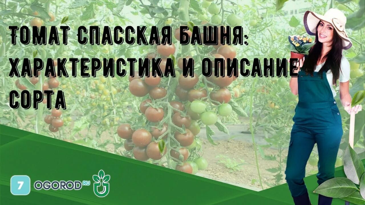 Томат Спасская башня характеристика. Томат Спасская башня f1. Томат Спасская башня характеристика и описание. Томат Спасская башня (уд). Спасская башня томаты отзывы описание