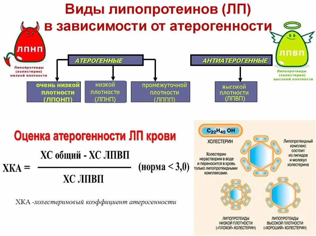 Повышены липопротеиды низкой. Липопротеины высокой плотности ЛПВП строение. Липопротеины промежуточной плотности биохимия. Основной источник липопротеидов промежуточной плотности. Холестерин липопротеидов высокой плотности 1,36.