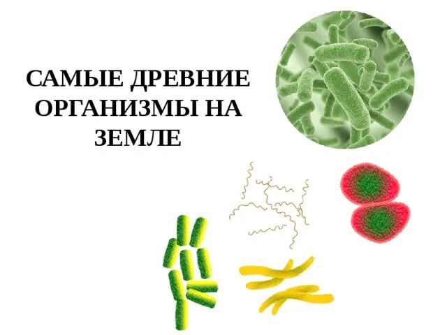 Урок бактерии 7 класс биология. Царство бактерий. Царство бактерий 7 класс биология. Царство бактерии 7 класс. Бактерии древнейшие организмы на земле.