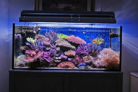 Fish tank myg100