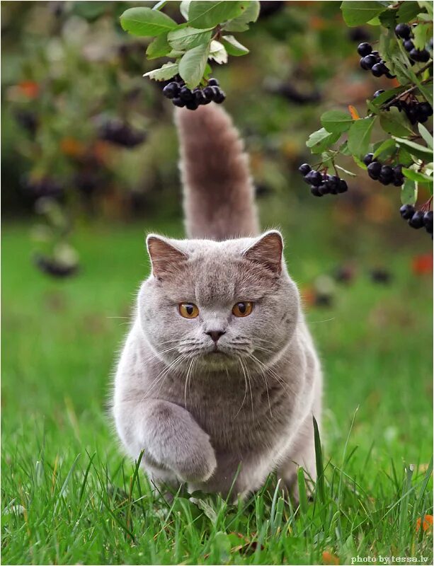 Не менее замечательная. Британская короткошёрстная кошка. Кошка на природе. Классные коты. Смешной кот.